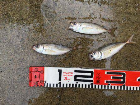 大型シーバスゲット