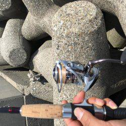 タコ調査第二弾