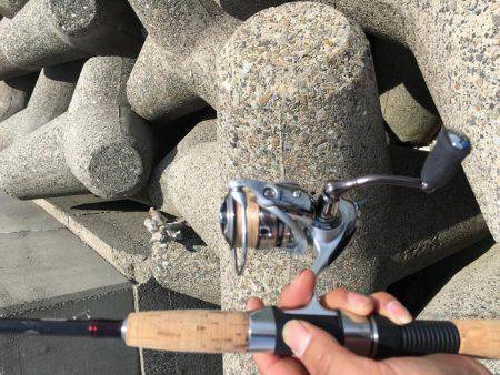 タコ調査第二弾