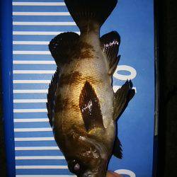 穴釣りのちメバリング