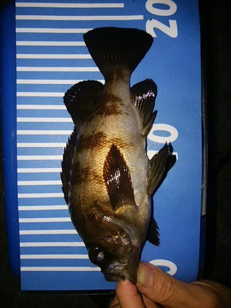 穴釣りのちメバリング