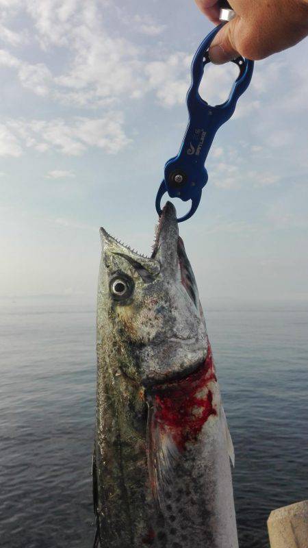 ショアジギング