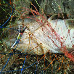 阿南市の辰巳周辺でマゴチ