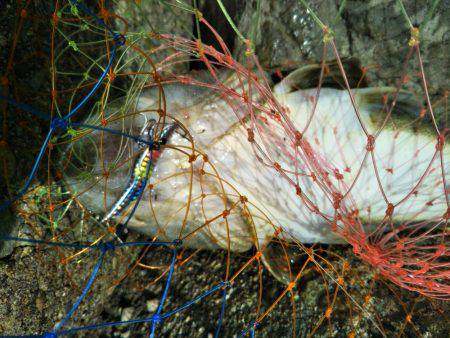 阿南市の辰巳周辺でマゴチ