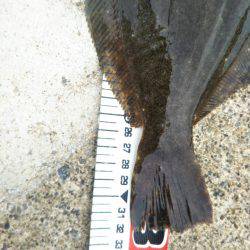 阿南市の辰巳でタチウオとヒラメ