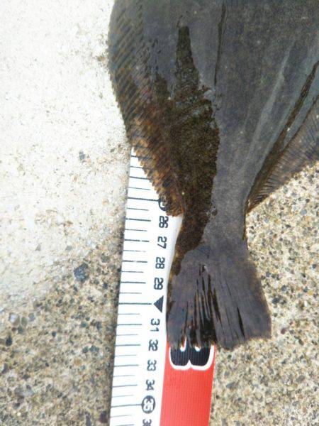 阿南市の辰巳でタチウオとヒラメ