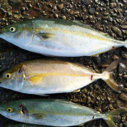 阿南市の辰巳でツバスとシオ