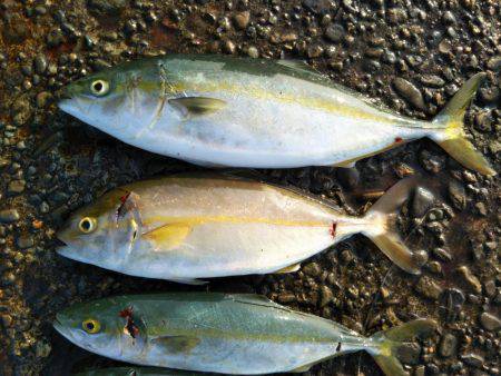 阿南市の辰巳でツバスとシオ