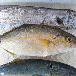 阿南市の辰巳でタチウオテンヤとツバス