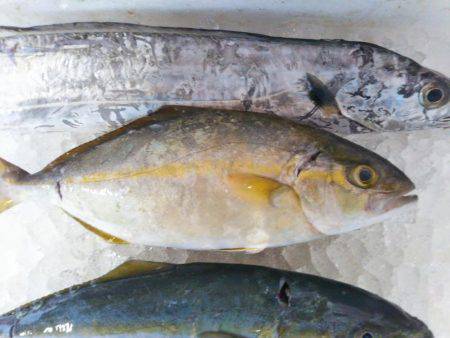 阿南市の辰巳でタチウオテンヤとツバス