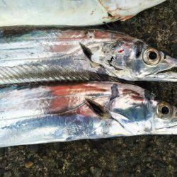 阿南市の辰巳でタチウオとツバス