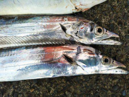 阿南市の辰巳でタチウオとツバス