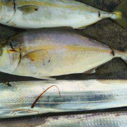 阿南市の辰巳でタチウオとツバスとシオ