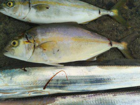 阿南市の辰巳でタチウオとツバスとシオ