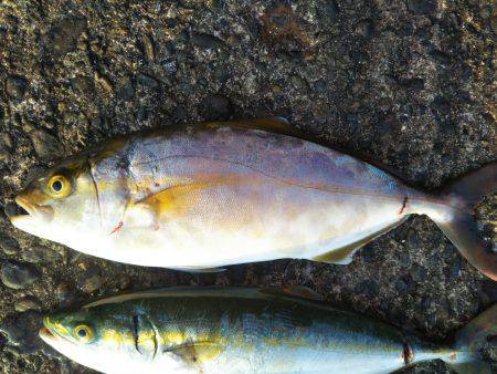 阿南市の辰巳でタチウオとツバスとシオ