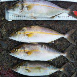 阿南市の辰巳でタチウオとツバスとシオ