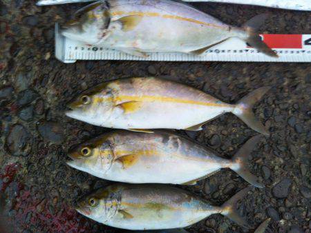 阿南市の辰巳でタチウオとツバスとシオ