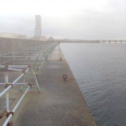 タコのシーズン始まってますよ！