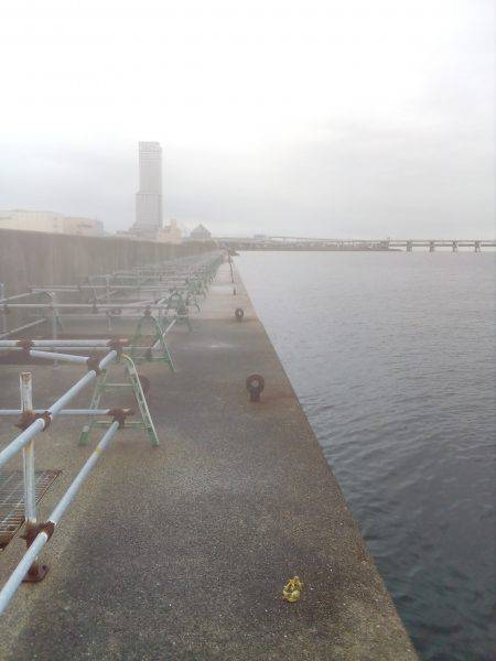 タコのシーズン始まってますよ！