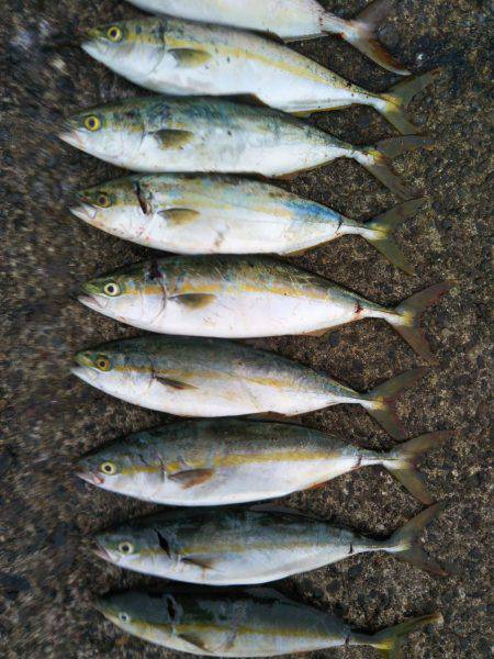 阿南市の辰巳でタチウオとツバスとシオ