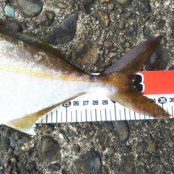 阿南市の辰巳でツバスとシオ