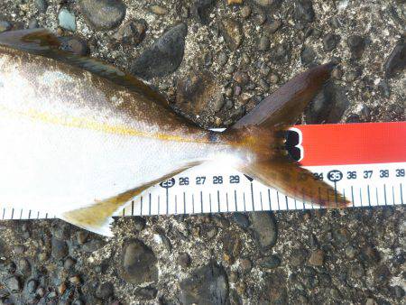 阿南市の辰巳でツバスとシオ