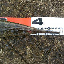 阿南市の辰巳でタチウオとマゴチ