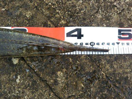 阿南市の辰巳でタチウオとマゴチ