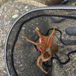 早朝オクトパッシング