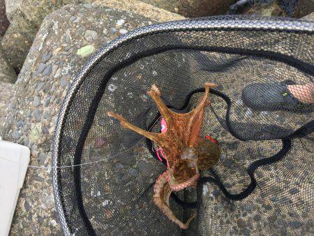 早朝オクトパッシング