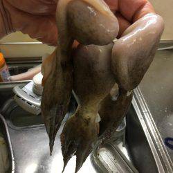 仕事終わりにオクトパッシング