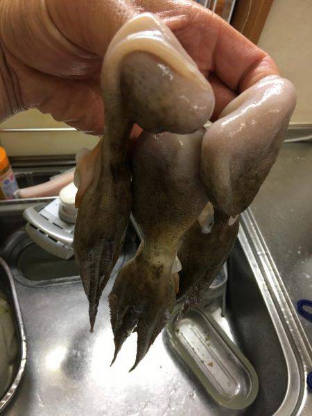 仕事終わりにオクトパッシング