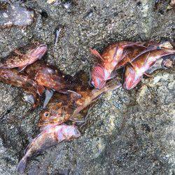 磯でライトゲーム