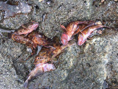 磯でライトゲーム