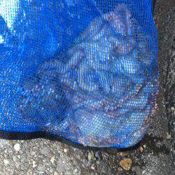 マイポイントでオクトパッシング