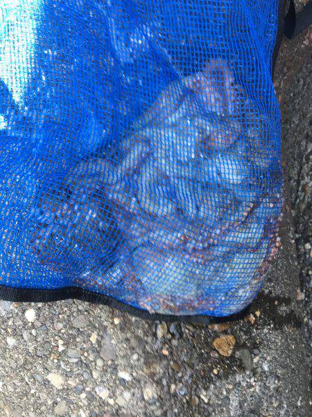 マイポイントでオクトパッシング