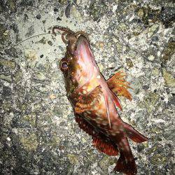 夕まずめちょい投げ