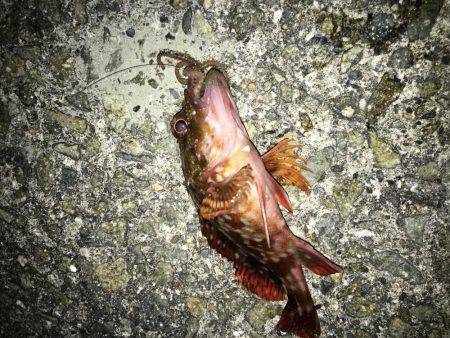 夕まずめちょい投げ