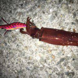 ケンサキライトエギング