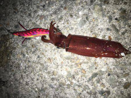 ケンサキライトエギング