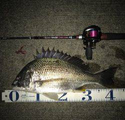 チニングリベンジ釣行