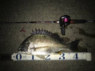 チニングリベンジ釣行