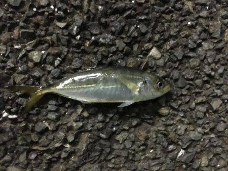 八景島 アジング