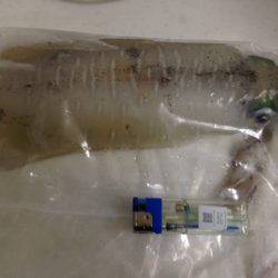 エギに分有(かな)