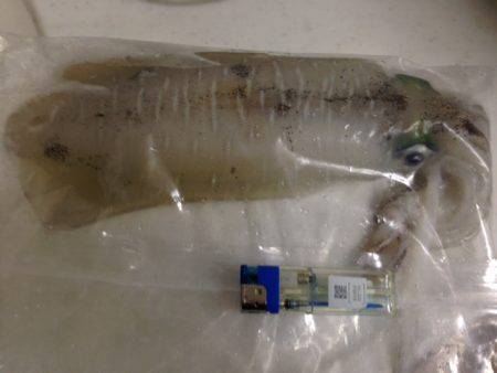 エギに分有(かな)