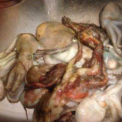 安定のタコ3 12ひき