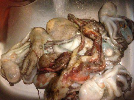 安定のタコ3 12ひき