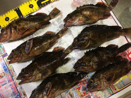 ライトワインド in 神戸沖堤防