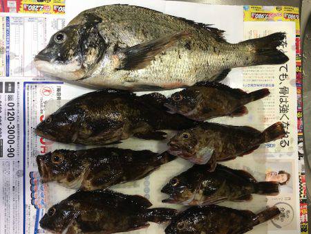 ライトワインドで三目釣り