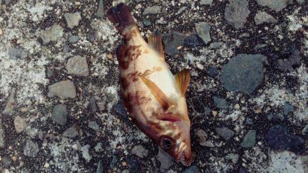 ちょい投げ釣り